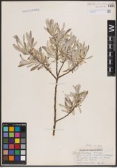 Foto von Salix candida Flüggé ex Willd.